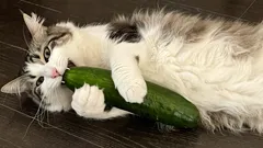猫は本当にキュウリを怖がるのか、そしてその理由は？