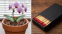 植物の鉢にマッチを刺すのは何のためで、本当に何か効果があるのか
