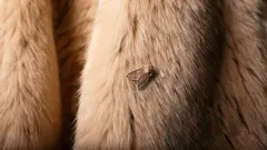 家から衣類害虫のガを永久に追い出す：害虫が嫌がる3つのにおいを覚えておこう