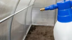 春の温室の消毒に最適な方法：高価な市販品の代わりに使えるシンプルな材料2つ