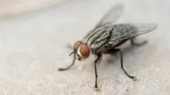 もう家にハエはいらない：この自家製スパイスを炒るだけで、ハエがすぐにいなくなる