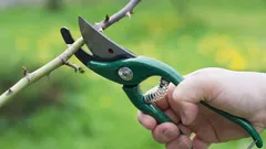 花をよく咲かせるために、3月に必ず剪定したい5つの植物