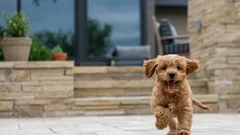 犬の面白い雑学：犬の性格が寿命に影響するって知っていましたか？