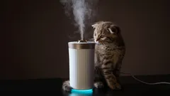 猫のニオイを消す方法：どんなにひどい場合でも使える簡単な対処法