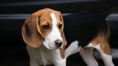 最も病気にかかりにくい犬種：最も健康な10の犬種