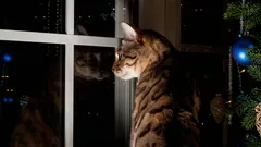 あなたの猫が夜に、あなたと家を守るために何をしているか知っていますか？