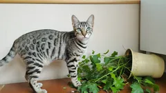 猫はなぜ物を床に落とすのか？この困った習慣を説明する5つの理由