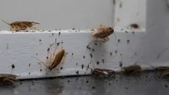 いつ現れるか分からないので、事前に対処法を知っておくことが重要です。